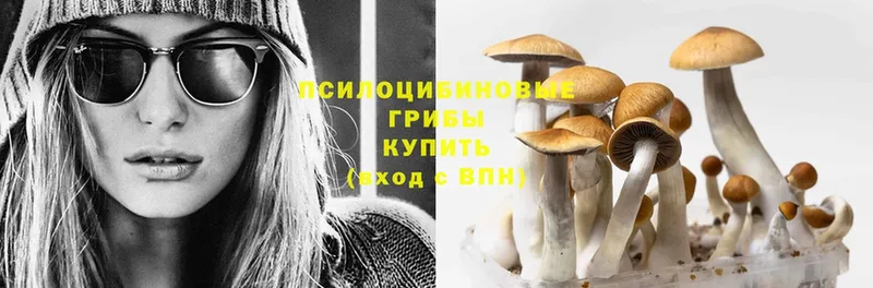 Галлюциногенные грибы Psilocybe  мега зеркало  Славгород  купить наркотики сайты 